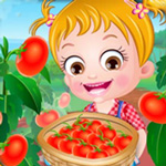 Baby Hazel Tomato Farming